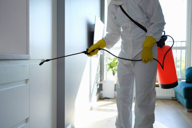 Best Fast Mold Removal  in Mahnomen, MN