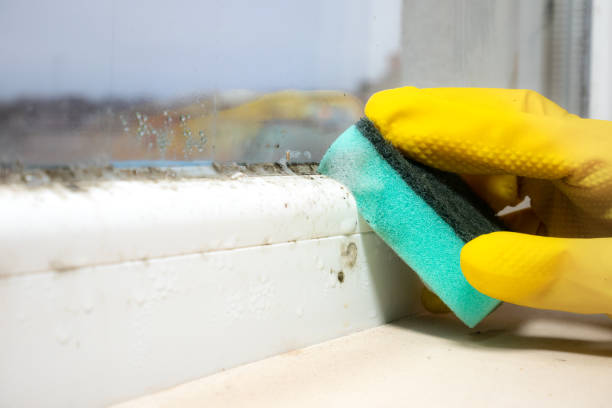 Best Attic Mold Removal  in Mahnomen, MN