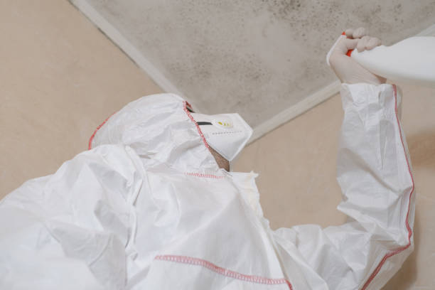 Best Mold Remediation  in Mahnomen, MN