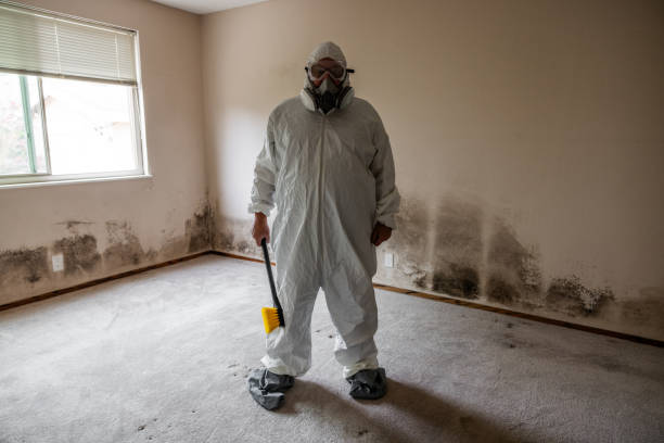 Best Mold Damage Repair  in Mahnomen, MN