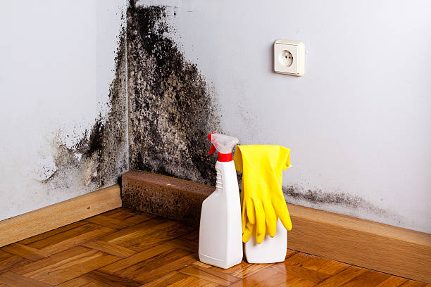 Best Mold Remediation  in Mahnomen, MN